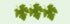 grape leaves