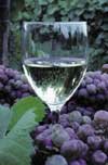 santa barbara county wines